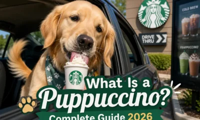Puppuccino starbucks