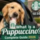 Puppuccino starbucks